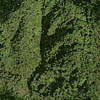 forest003